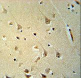 P2R3C Antibody immunohistochemistry of formalin-fixed and paraffin-embedded human brain tissue followed by peroxidase-conjugated secondary antibody and DAB staining.