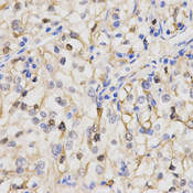Immunohistochemistry of paraffin-embedded human kidney using PPP2R4 antibody at dilution of 1:200 (x400 lens).
