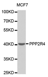 Western blot analysis of extracts of MCF7 cell line, using PPP2R4 antibody.