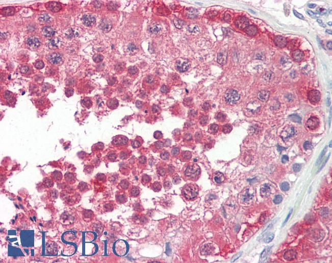 Anti-PPP2R4 antibody IHC staining of human testis. Immunohistochemistry of formalin-fixed, paraffin-embedded tissue after heat-induced antigen retrieval.