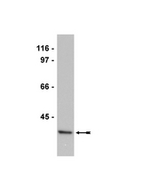 WB: HeLa cell lysate probed with anti-PTPA (1:5,000 dilution).