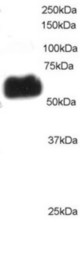Antibody staining (0.5 ug/ml) of Mouse Brain lysate (RIPA buffer, 35 ug total protein per lane). Primary incubated for 1 hour. Detected by Western blot of chemiluminescence.