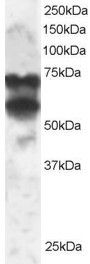 Antibody staining (2 ug/ml) of 293 lysate (RIPA buffer, 30 ug total protein per lane). Primary incubated for 1 hour. Detected by Western blot of chemiluminescence.