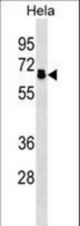 PPP2R5D Antibody western blot of HeLa cell line lysates (35 ug/lane). The PPP2R5D antibody detected the PPP2R5D protein (arrow).