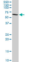 PPP2R5D monoclonal antibody (M21), clone 1A3. Western blot of PPP2R5D expression in Jurkat.