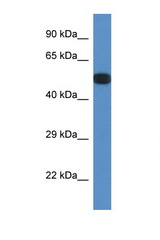 PPP2R5E antibody LS-C135394 Western blot of Mouse Spleen lysate. Antibody concentration 1 ug/ml.