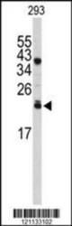 Western blot analysis of PPP3R1 Antibody (N-term) in 293 cell line lysates (35 ug/lane). PPP3R1 (arrow) was detected using the purified Pab.