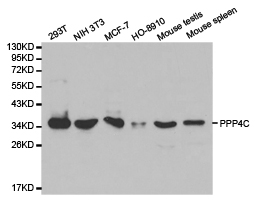 Western blot of extracts of various cell lines, using PPP4C antibody.