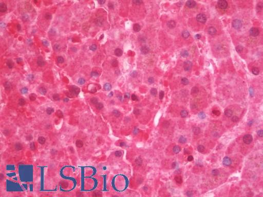 Anti-PPP4C antibody IHC staining of human liver. Immunohistochemistry of formalin-fixed, paraffin-embedded tissue after heat-induced antigen retrieval. Antibody LS-B10985 dilution 1:50.