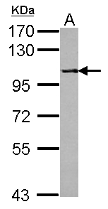Sample (30 ug of whole cell lysate) A: U87-MG 7.5% SDS PAGE PPP4R1 antibody diluted at 1:1000