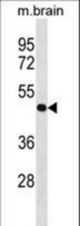 PPP4R2 Antibody western blot of mouse brain tissue lysates (35 ug/lane). The PPP4R2 antibody detected the PPP4R2 protein (arrow).