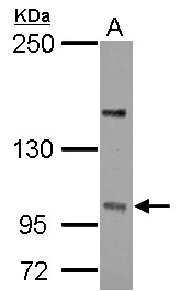Sample (30 ug of whole cell lysate) A: U87-MG 5% SDS PAGE PPP4R4 antibody diluted at 1:1000