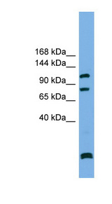 PPP6R1 / SAPS1 antibody LS-C111607 Western blot of RPMI-8226 cell lysate.
