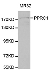 Western blot analysis of extracts of IMR32 cell line, using PPRC1 antibody.