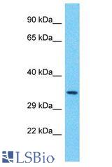 PPTC7 antibody Western Blot of RPMI-8226. Antibody dilution: 1 ug/ml.