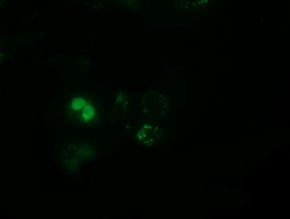 Anti-PPWD1 mouse monoclonal antibody immunofluorescent staining of COS7 cells transiently transfected by pCMV6-ENTRY PPWD1.