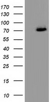 HEK293T cells were transfected with the pCMV6-ENTRY control (Left lane) or pCMV6-ENTRY PPWD1 (Right lane) cDNA for 48 hrs and lysed. Equivalent amounts of cell lysates (5 ug per lane) were separated by SDS-PAGE and immunoblotted with anti-PPWD1.