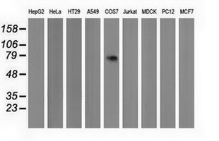 Western blot of extracts (35 ug) from 9 different cell lines by using anti-PPWD1 monoclonal antibody.