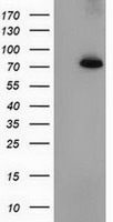 HEK293T cells were transfected with the pCMV6-ENTRY control (Left lane) or pCMV6-ENTRY PPWD1 (Right lane) cDNA for 48 hrs and lysed. Equivalent amounts of cell lysates (5 ug per lane) were separated by SDS-PAGE and immunoblotted with anti-PPWD1.