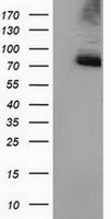 HEK293T cells were transfected with the pCMV6-ENTRY control (Left lane) or pCMV6-ENTRY PPWD1 (Right lane) cDNA for 48 hrs and lysed. Equivalent amounts of cell lysates (5 ug per lane) were separated by SDS-PAGE and immunoblotted with anti-PPWD1.