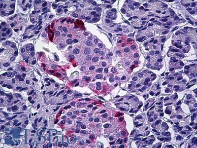 Anti-PPY antibody IHC of human pancreas. Immunohistochemistry of formalin-fixed, paraffin-embedded tissue after heat-induced antigen retrieval. Antibody LS-B5911 concentration 5 ug/ml.