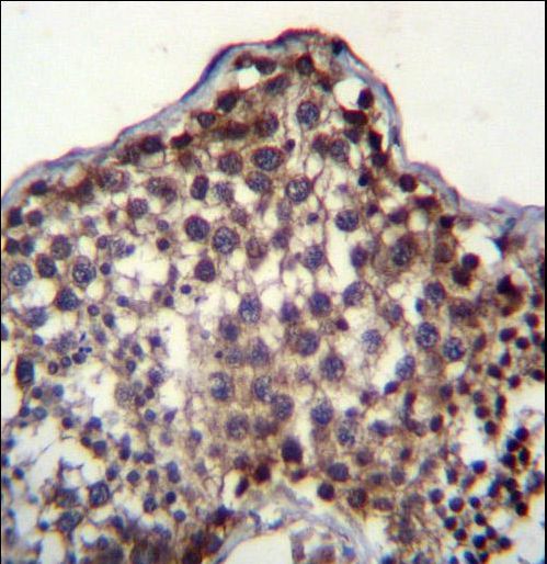 PQLC2 Antibody immunohistochemistry of formalin-fixed and paraffin-embedded human testis tissue followed by peroxidase-conjugated secondary antibody and DAB staining.