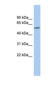 PRAME antibody LS-C111765 Western blot of Fetal Brain lysate.