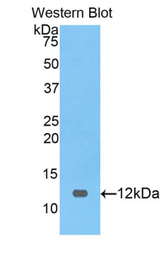 Western blot of recombinant PRAME.