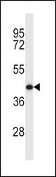 MCL1 Antibody western blot of Y79 cell line lysates (35 ug/lane). The MCL1 antibody detected the MCL1 protein (arrow).