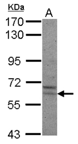 Sample (30 ug of whole cell lysate) A: IMR32 7.5% SDS PAGE PRAME antibody diluted at 1:1000