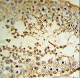 MAPE Antibody (RB18763) IHC of formalin-fixed and paraffin-embedded human testis tissue followed by peroxidase-conjugated secondary antibody and DAB staining.