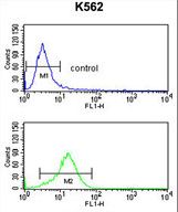 MAPE Antibody flow cytometry of K562 cells (bottom histogram) compared to a negative control cell (top histogram). FITC-conjugated goat-anti-rabbit secondary antibodies were used for the analysis.