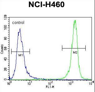 PRAMEF8 Antibody flow cytometry of NCI-H460 cells (right histogram) compared to a negative control cell (left histogram). FITC-conjugated goat-anti-rabbit secondary antibodies were used for the analysis.