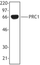 Hela cell extracts were resolved by electrophoresis, transferred to nitrocellulose, and probed with monoclonal antibody reactive against PRC1 (clone 6G2). Proteins were visualized using a goat anti-mouse secondary conjugated to HRP and a chemiluminescence