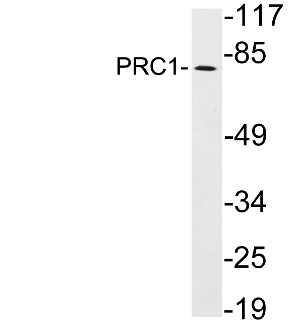 Western blot of extracts from HeLa cells, using PRC1 antibody.
