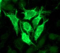 Immunofluorescent staining of HeLa cells using anti-PRC1 antibody.