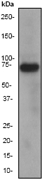 Western blot analysis on HeLa cell lysate using anti-PRC1 antibody, dilution 1:10000.