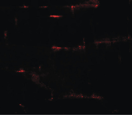 Immunofluorescence of PRC1 in mouse skeletal muscle tissue with PRC1 antibody at 20 ug/ml.