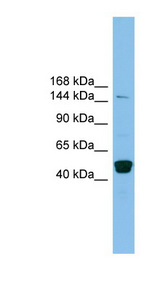 PRDM10 antibody LS-C116170 Western blot of THP-1 cell lysate.