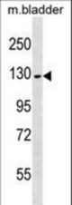 PRDM10 Antibody western blot of mouse bladder tissue lysates (35 ug/lane). The PRDM10 antibody detected the PRDM10 protein (arrow).