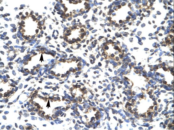 PRDM14 antibody LS-C31290 was used in IHC to stain formalin-fixed, paraffin-embedded human lung.