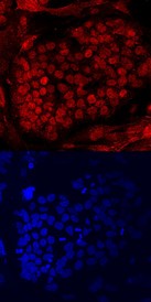 PRDM14 in BG01 V Human Cell Line. PRDM14 was detected in fixed BG01 V human embryonic stem cells grown on irradiated MEF cells using Human PRDM14 Monoclonal Antibody at 10 ug/ml for 3 hours at room temperature. Cells were stained using NorthernLights 557-conjugated Anti-Mouse IgG Secondary Antibody (red, upper panel) and counterstained with DAPI (blue, lower panel). Specific staining was localized to nuclei.