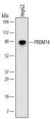 Detection of Human PRDM14 by Western Blot. Western blot shows lysates of HepG2 human hepatocellular carcinoma cell line. PVDF Membrane was probed with 2 ug/ml of Human PRDM14 Monoclonal Antibody followed by HRP-conjugated Anti-Mouse IgG Secondary Antibody. A specific band was detected for PRDM14 at approximately 80 kD (as indicated). This experiment was conducted under reducing conditions.