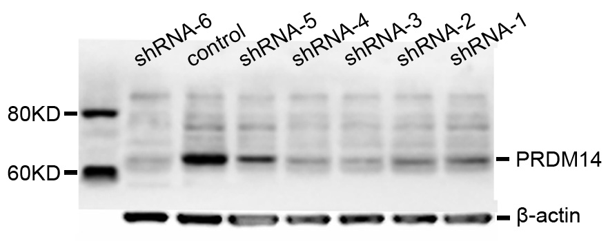 Western blot analysis of various groups from PA-1 cell line, using PRDM14 antibody. ShRNA-1, shRNA-2, shRNA-3, shRNA-4, shRNA-5, shRNA-6 show knock-down samples which are transfected by different shRNAs targeting PRDM14. Control represents the untreated one.