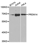 Western blot analysis of extracts of various cell lines, using PRDM14 antibody.