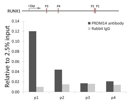 Chromatin immunoprecipitation analysis of RUNX1 gene from 293 cell line, using PRDM14 antibody and rabbit IgG. P1, P2, P3 and P4 were four probes located on RUNX1 gene as the schematic diagram illustrated. The amount of immunoprecipitated DNA was checked by quantitative PCR. Histogram was constructed by the ratios of the immunoprecipitated DNA to the input.