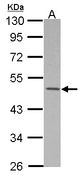 Sample (30 ug of whole cell lysate) A: HeLa 10% SDS PAGE MKRN2 antibody diluted at 1:500