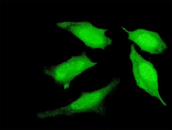 Immunofluorescence of monoclonal antibody to PRDM4 on HeLa cell. [antibody concentration 10 ug/ml].