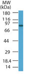 Western blot of PRDM5 in HL60 cell lysate using antibody at 1 ug/ml.