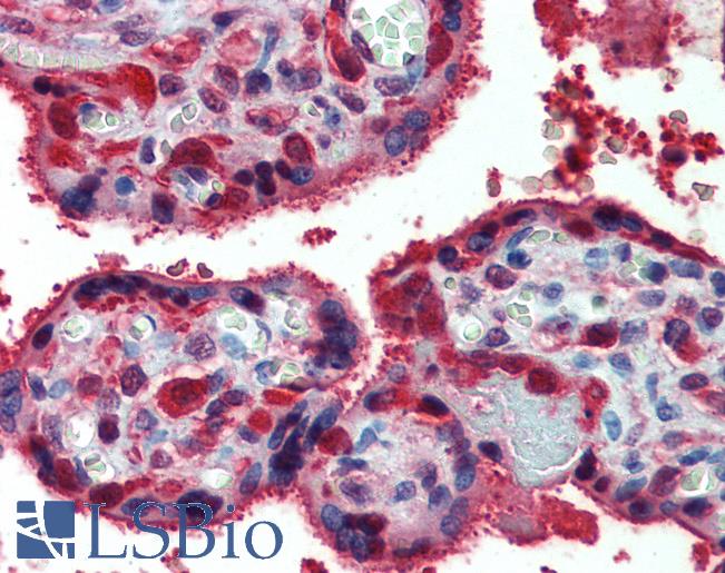 Anti-PRDX1 / Peroxiredoxin 1 antibody IHC of human placenta. Immunohistochemistry of formalin-fixed, paraffin-embedded tissue after heat-induced antigen retrieval. Antibody LS-B3966 concentration 2.5 ug/ml.